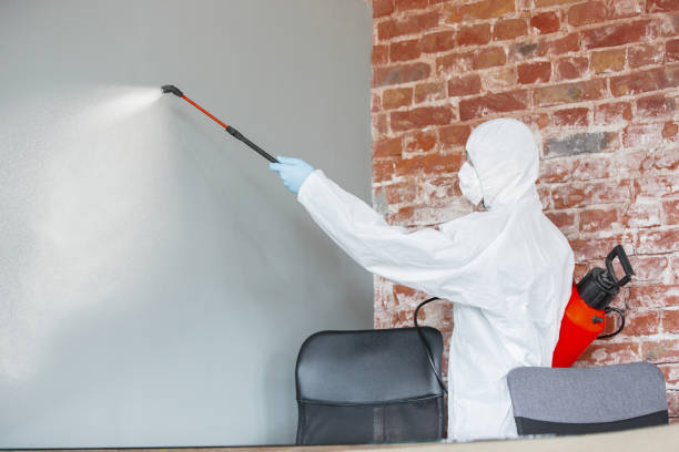 Best Water Damage & Mold Remediation  in Hurricane, WV