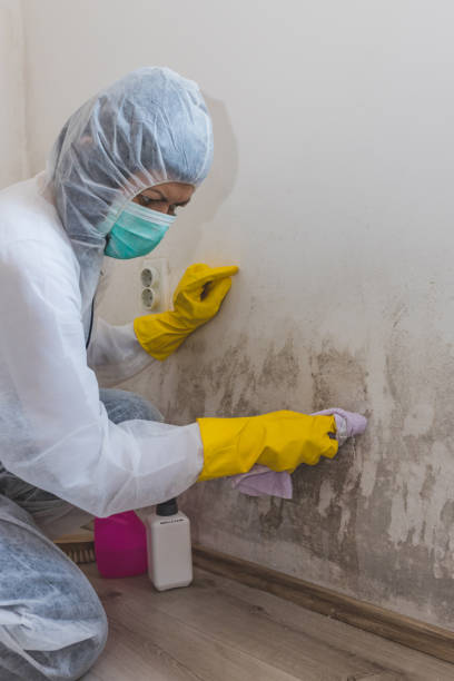 Best Real Estate Mold Inspection  in Hurricane, WV