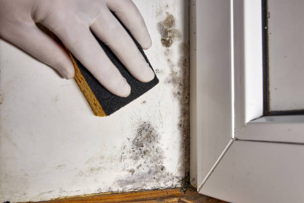 Best Mold Damage Restoration  in Hurricane, WV